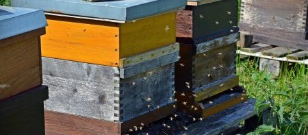 Visite d'un rucher sur Simiane la Rotonde