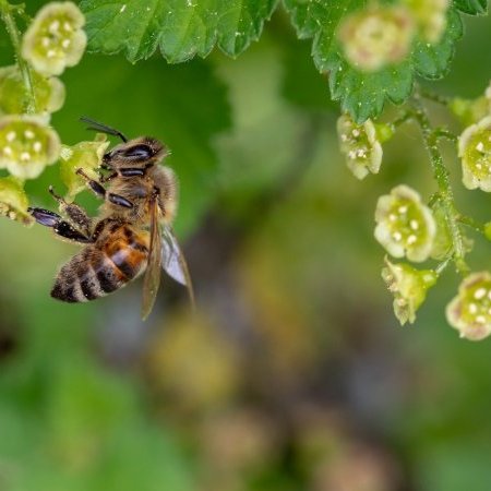 Photos des apis