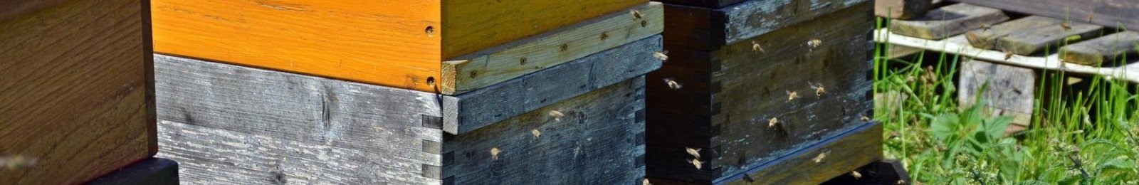 Visite d’un rucher sur Simiane la Rotonde